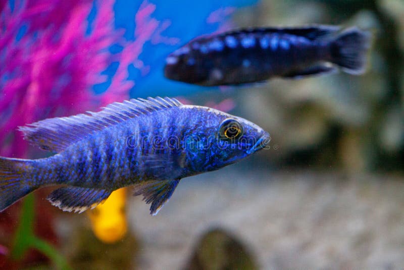 Exotic Tropical Fish Purple Yellowfin Surgeonfish Stock Photo - Image