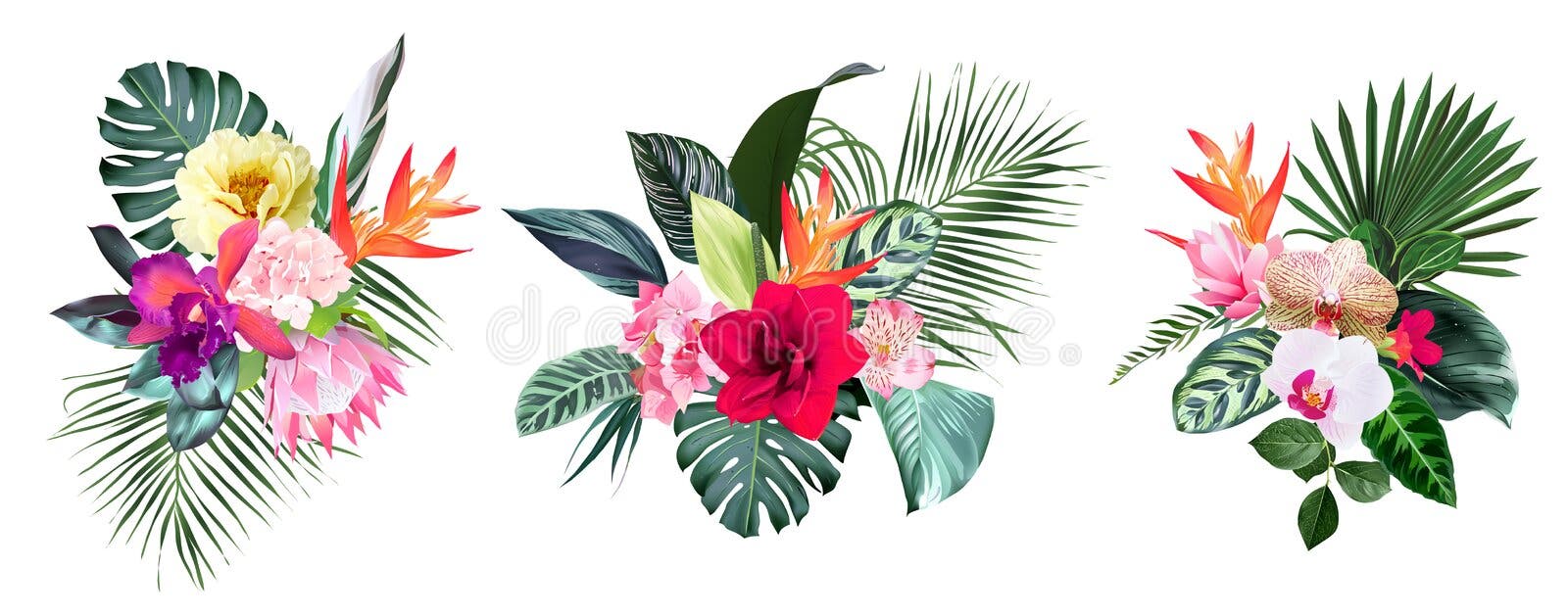 Anthurium Stock Illustrations – 3,273 Anthurium Stock Illustrations ...