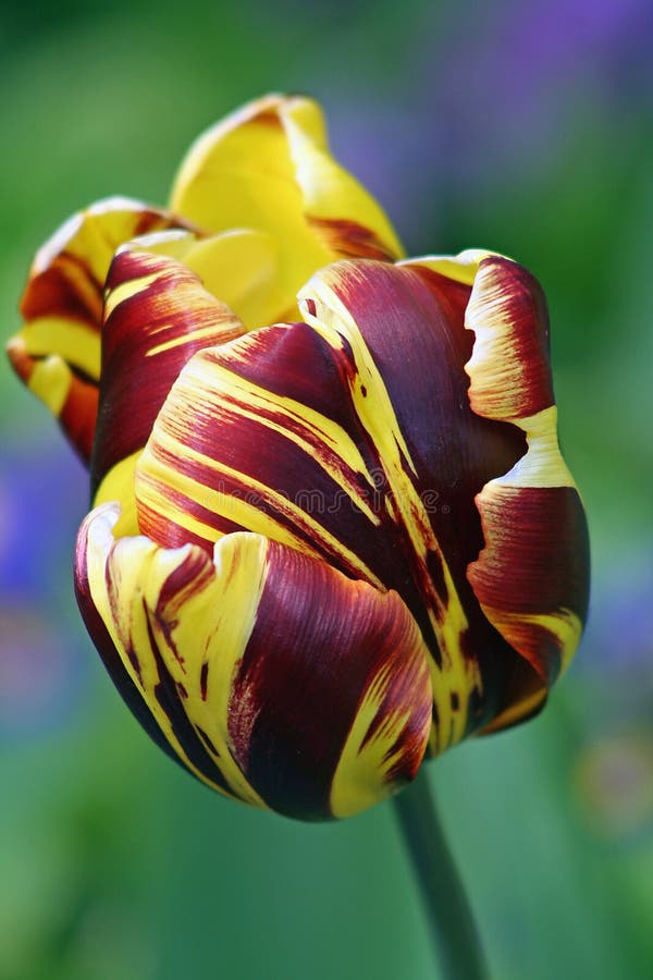 Exotic Tulip Stock Images Image 732254