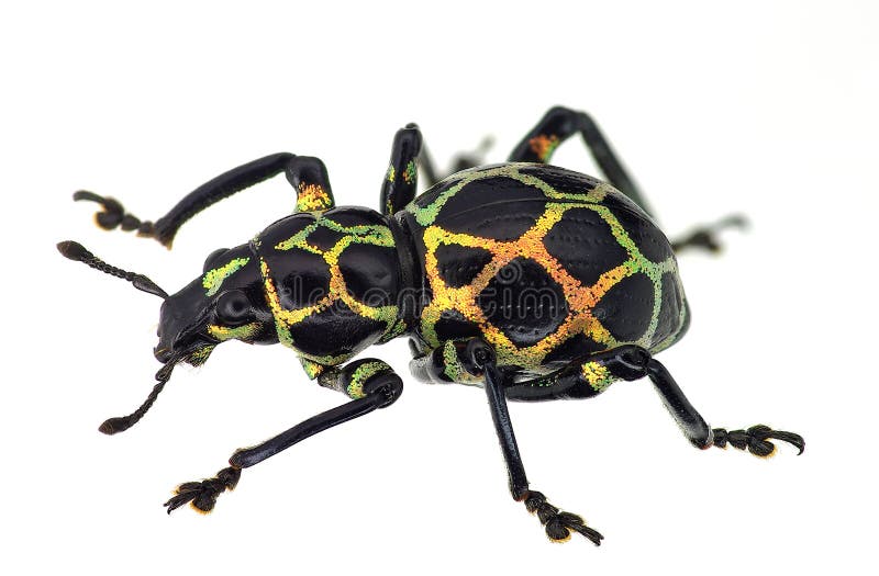 Exotic weevil Pachyrhynchus reticulatus