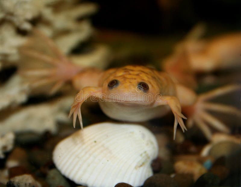 Exotic white frog, albino royalty free stock photography Exotic white frog, albino royalty free stock photography