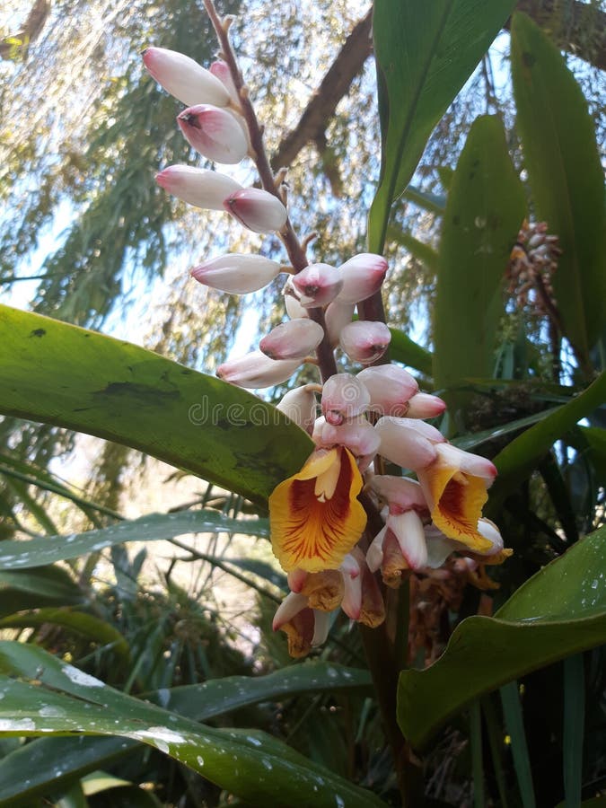 Exotica flower California stock photo. Image of nature 155548492