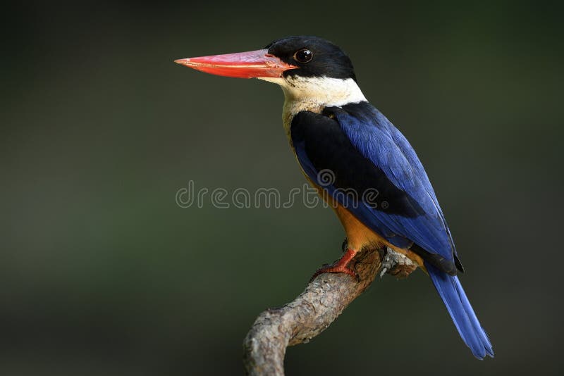 Exoticl Blue Bird with Black Head and Red Bills Calmly Expose on Stock ...