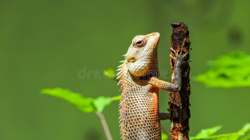 Exotische bunte Eidechse mit den scharfen Spitzen, die auf einem alten rostigen Metallstock stehen lizenzfreie stockfotografie Exotische bunte Eidechse mit den scharfen Spitzen, die auf einem alten rostigen Metallstock stehen lizenzfreie stockfotografie