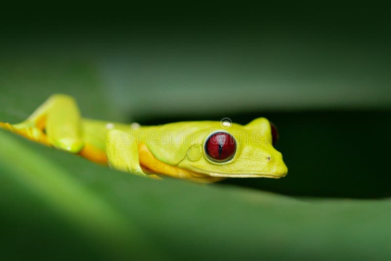Exotische dierlijke, tropische wildernis bos Leuke amfibie met donkerrood oog Vliegende Bladkikker, Agalychnis-spurrelli, groene stock foto Exotische dierlijke, tropische wildernis bos Leuke amfibie met donkerrood oog Vliegende Bladkikker, Agalychnis-spurrelli, groene stock foto