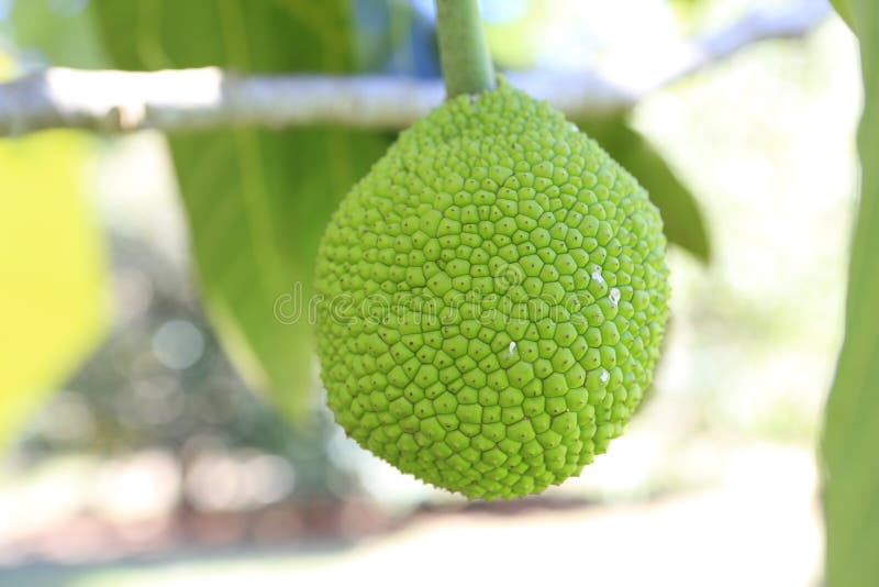 Exotische Frucht. Brot Fuit Stockbild - Bild von blätter, organisch ...
