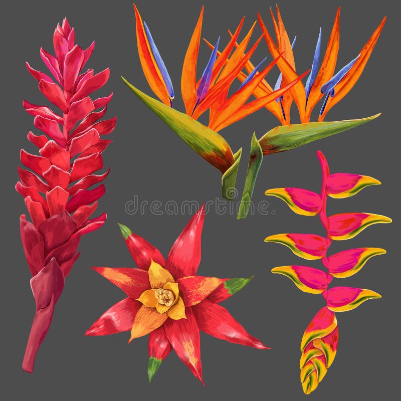 Exotische Geplaatste Bloemen en Bladeren Tropische Bloemenelementen voor Decoratie, Patroon, Uitnodiging Tropische achtergrond stock illustratie Exotische Geplaatste Bloemen en Bladeren Tropische Bloemenelementen voor Decoratie, Patroon, Uitnodiging Tropische achtergrond stock illustratie