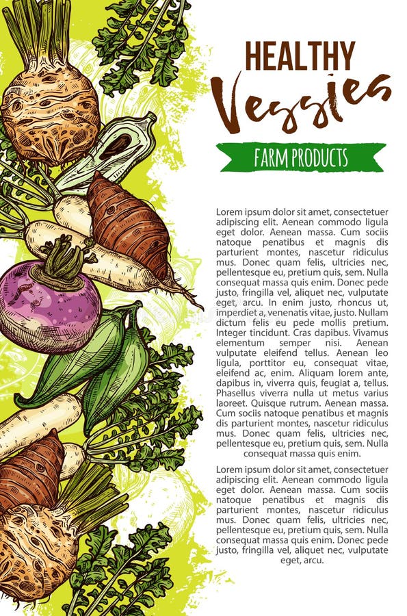 Exotische natuurlijke groenten, vectorschetsbanner stock illustratie Exotische natuurlijke groenten, vectorschetsbanner stock illustratie
