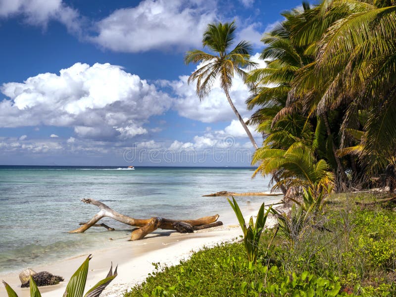 Exotische palmen op een Caraïbisch strand die wit zand en diepe blauwe hemel met azuurblauw overzees en afwijkingshout tonen royalty-vrije stock afbeeldingen Exotische palmen op een Caraïbisch strand die wit zand en diepe blauwe hemel met azuurblauw overzees en afwijkingshout tonen royalty-vrije stock afbeeldingen