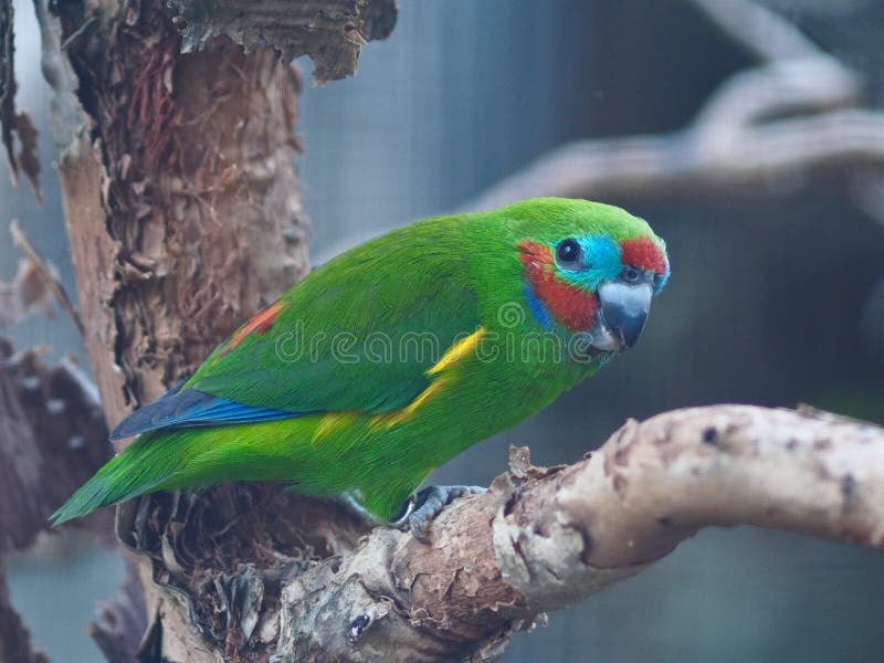 Tiny Lively Male Double-Eyed Fig Parrot with Bright Glamorous Plumage in a Calm Sensitive Portrait. Tiny Lively Male Double-Eyed Fig Parrot with Bright Glamorous Plumage in a Calm Sensitive Portrait.