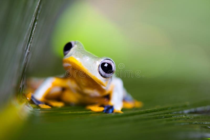 353 Exotischer Frosch Fotos Kostenlose Und Royalty Free Stock Fotos Von Dreamstime