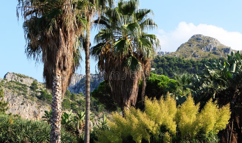 Exotischer Garten, Mit Palmen Stockbild Bild von grün, ferien 61110275