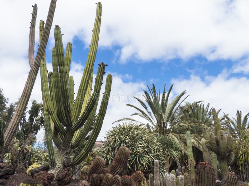 Exotischer Garten Mit Palmen Und Kaktus Stockbild Bild von garten