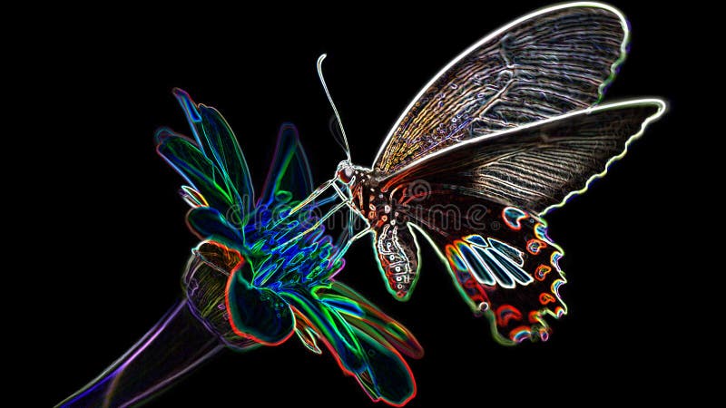 Exotic multicolored butterfly looking for pollen on a flower, macro photography of this elegant and delicate Lepidoptera insect, digital neon light effect, black background, Bangkok, Thailand. Exotic multicolored butterfly looking for pollen on a flower, macro photography of this elegant and delicate Lepidoptera insect, digital neon light effect, black background, Bangkok, Thailand