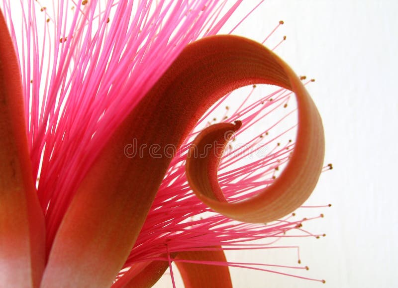 exotisk blommapink arkivfoton exotisk blommapink arkivfoton