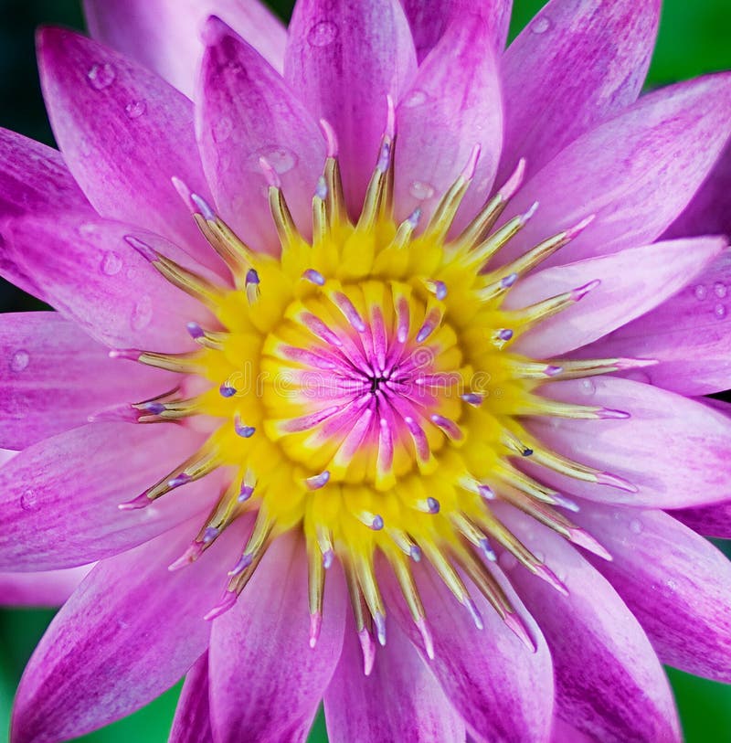 exotisk blommapurple royaltyfria foton exotisk blommapurple royaltyfria foton