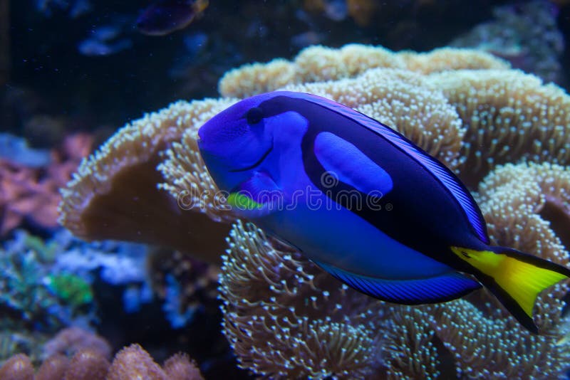 Exotisk fisk för akvarium fotografering för bildbyråer