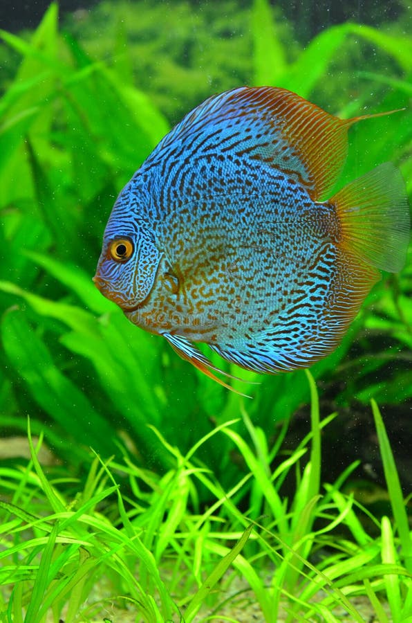 Exotisk fisk för blå diskus