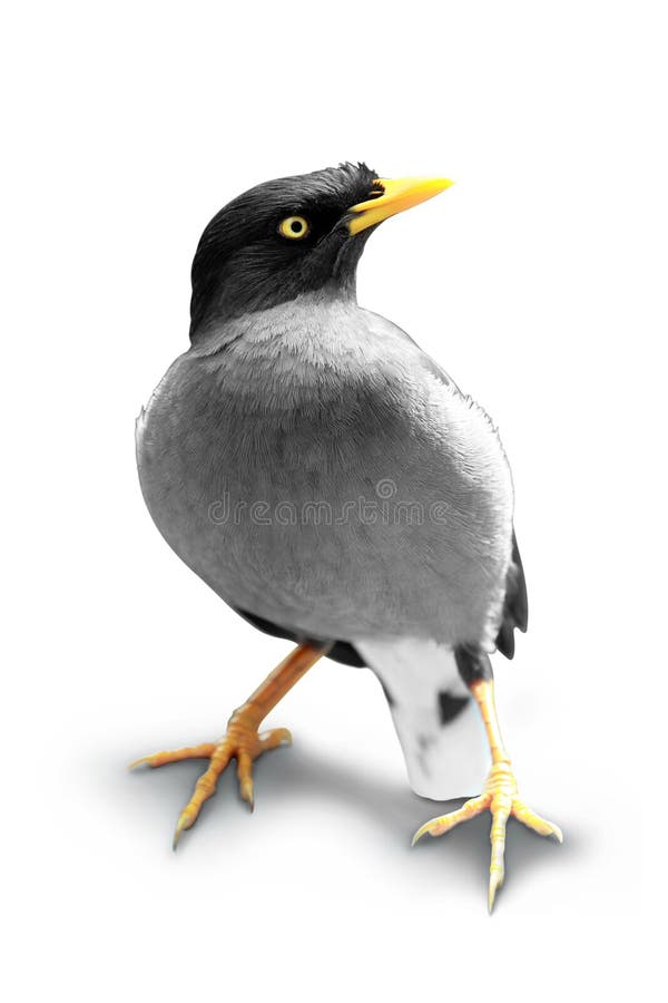 Exotisk fågel som isoleras i vit bakgrund arkivbild Exotisk fågel som isoleras i vit bakgrund arkivbild