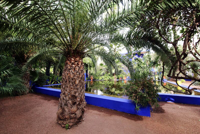 Exotiska v?xter i tr?dg?rden av Majorelle arkivbild Exotiska v?xter i tr?dg?rden av Majorelle arkivbild