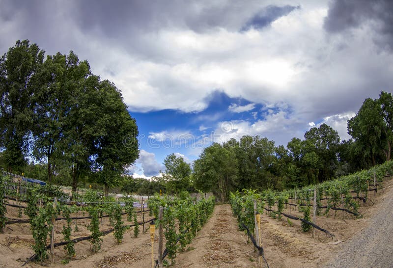 New Mexico Vineyard stock photo. Image of rows, countryside 29821990