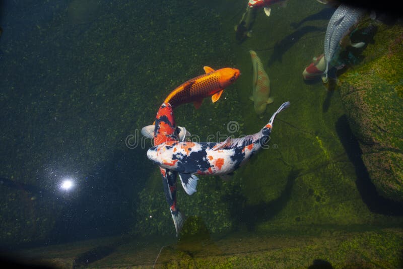 Expensive Koi Fish in Outdoor Pond Stock Photo Image of calming