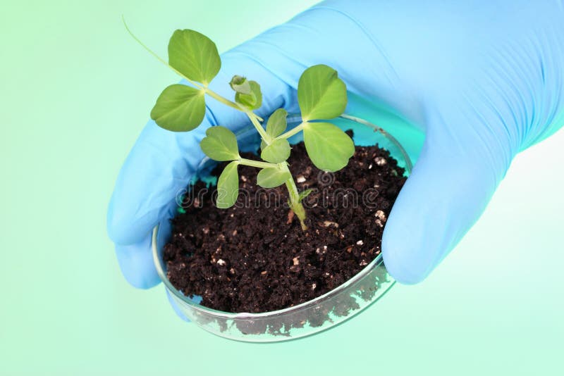 Experiment with pea plant stock photo. Image of biologist 17963344