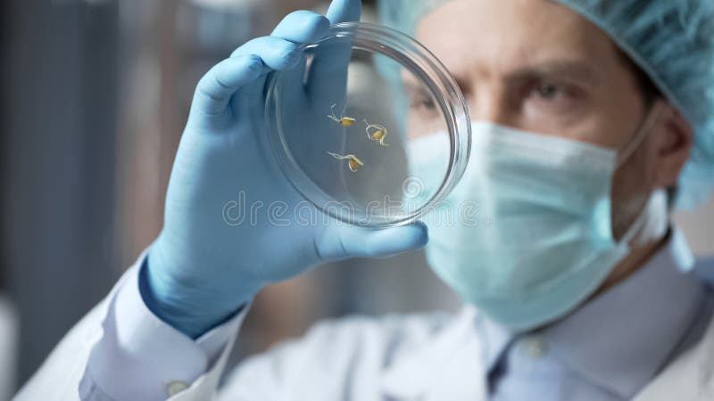 Experimental laboratory expert checking genetically modified organisms, science stock images Experimental laboratory expert checking genetically modified organisms, science stock images