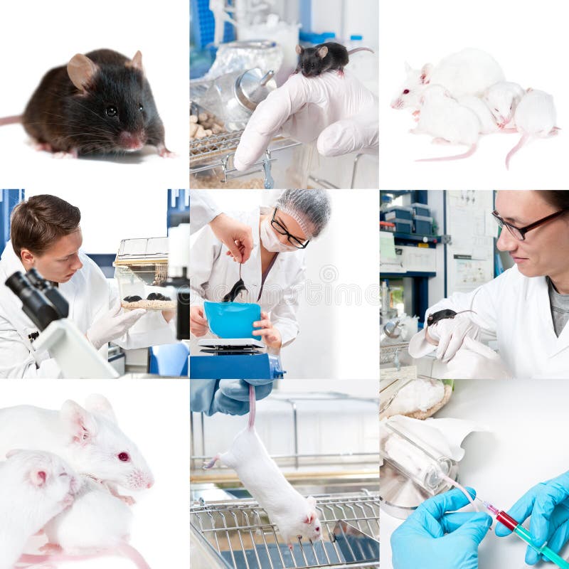 Experimental Work with Mice Stock Photo Image of protective, biotech 30122192