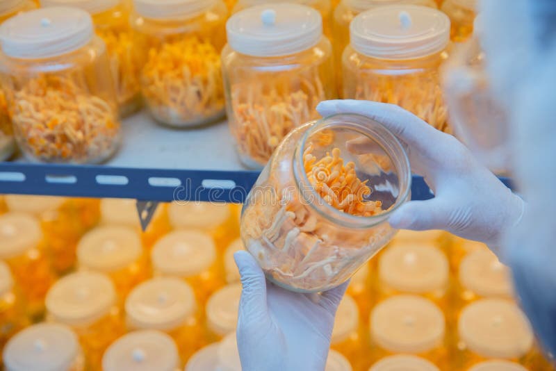 Expert scientist test and develop golden yellow cordyceps in laboratory royalty free stock image Expert scientist test and develop golden yellow cordyceps in laboratory royalty free stock image