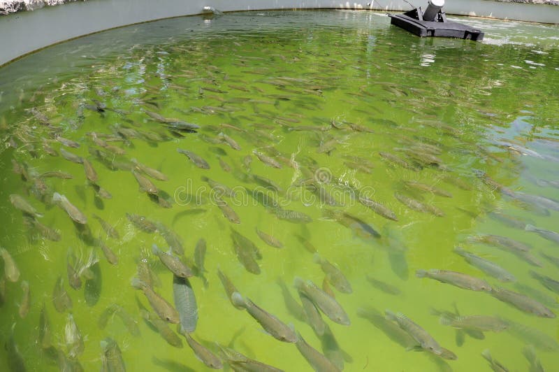 Exploitation de pisciculture
