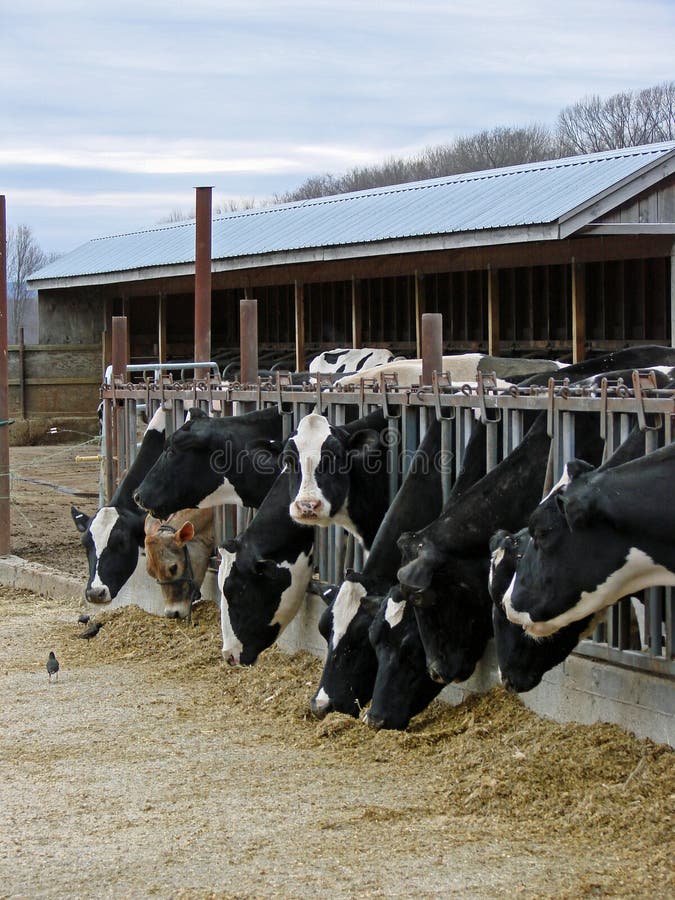 Dairy farm at feeding time. Dairy farm at feeding time