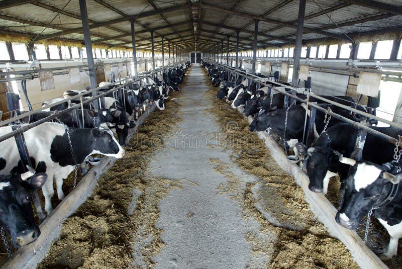 Cows feed in stalls at the dairy farm. Cows feed in stalls at the dairy farm