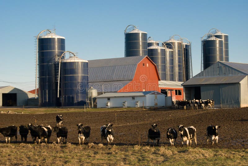 Dairy farm in Minnesota showing cows, barn and silos with clear blue sky. Dairy farm in Minnesota showing cows, barn and silos with clear blue sky.