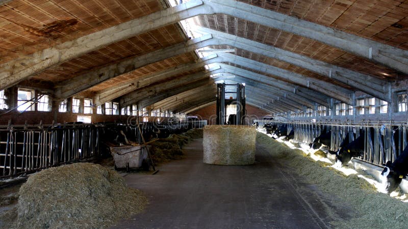 Indoor view of a traditional dairy farm. Indoor view of a traditional dairy farm.