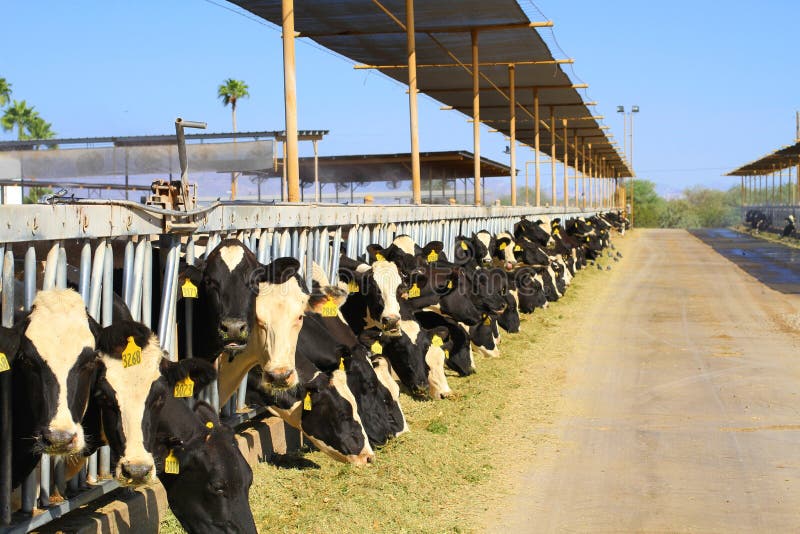 A dairy farm in Arizona USA: Only half of the forage area is visible in the picture a road is used to distribute forage. Because of the mild climate - no freezing temperatures even in winter - stables are unnecessary instead roofs with huge fans are used to give shadow and bring some cooling. The photo was taken at 41 C - 106 F. Similar photos in my portfolio: 26901717 26901711 26761820. A dairy farm in Arizona USA: Only half of the forage area is visible in the picture a road is used to distribute forage. Because of the mild climate - no freezing temperatures even in winter - stables are unnecessary instead roofs with huge fans are used to give shadow and bring some cooling. The photo was taken at 41 C - 106 F. Similar photos in my portfolio: 26901717 26901711 26761820