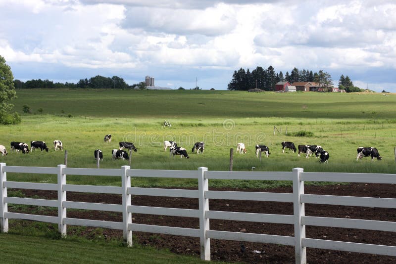 Holstein dairy herd in a pasture on a farm. Holstein dairy herd in a pasture on a farm