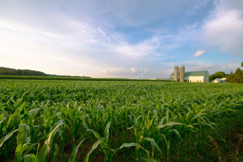 A passing rain storm leaves clouds in the blue sky as it passes by a Wisconsin Dairy farm in summer. The corn in the field is green and tall and will be used as silage for the cows in the barn during the winter. Nice rural landscape from the American midwest. A passing rain storm leaves clouds in the blue sky as it passes by a Wisconsin Dairy farm in summer. The corn in the field is green and tall and will be used as silage for the cows in the barn during the winter. Nice rural landscape from the American midwest.