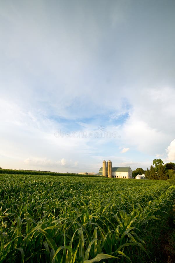 A passing rain storm leaves clouds in the blue sky as it passes by a Wisconsin Dairy farm in summer. The corn in the field is green and tall and will be used as silage for the cows in the barn during the winter. Nice rural landscape from the American midwest. A passing rain storm leaves clouds in the blue sky as it passes by a Wisconsin Dairy farm in summer. The corn in the field is green and tall and will be used as silage for the cows in the barn during the winter. Nice rural landscape from the American midwest.