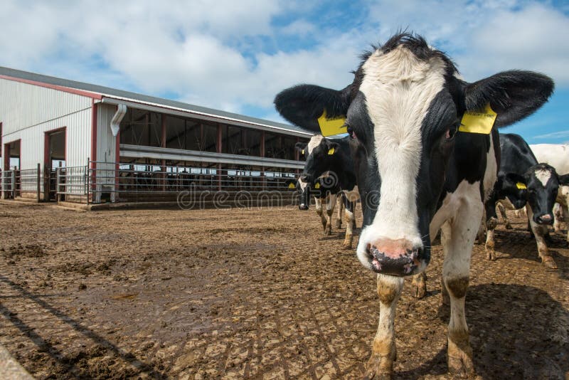 Cows in a modern Wisconsin dairy farm barn. A cow in the foreground is eating hay. Cows in a modern Wisconsin dairy farm barn. A cow in the foreground is eating hay.