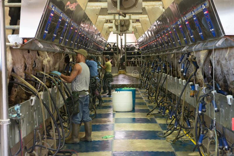 Modern Wisconsin dairy farm milking parlor. Workers milk dairy cows in a modern factory like setting. Modern Wisconsin dairy farm milking parlor. Workers milk dairy cows in a modern factory like setting.