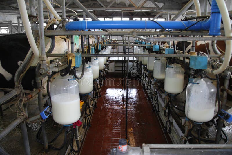 Dairy farm, milking cows and milk in a bottles. Dairy farm, milking cows and milk in a bottles