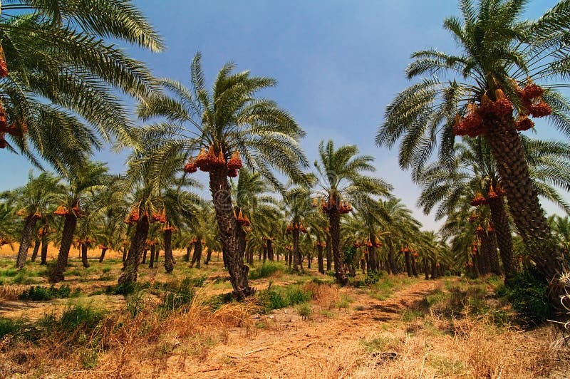 Exploração agrícola da palmeira da tâmara