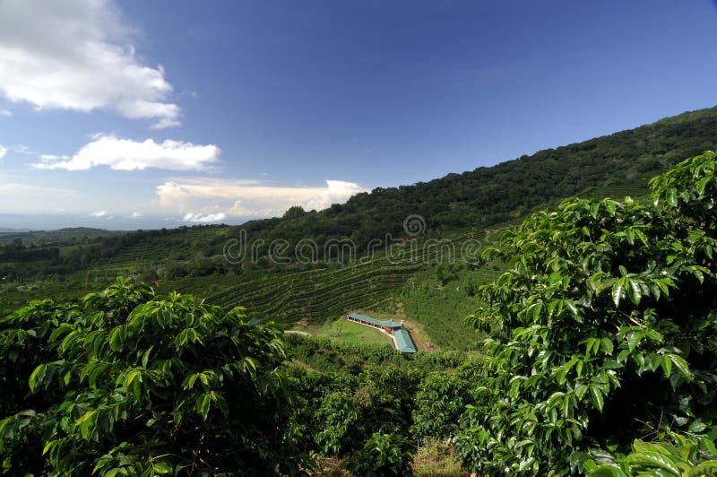 Exploração agrícola do café fotografia de stock royalty free Exploração agrícola do café fotografia de stock royalty free