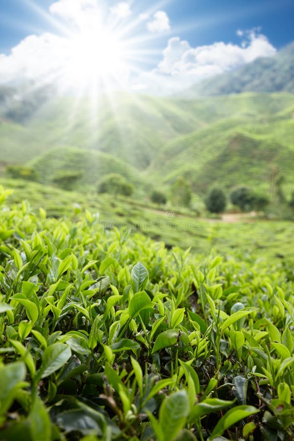 Exploração agrícola do chá imagens de stock Exploração agrícola do chá imagens de stock