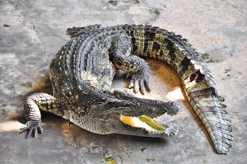 Fazenda de Crocodilos na Tailândia fotos de stock