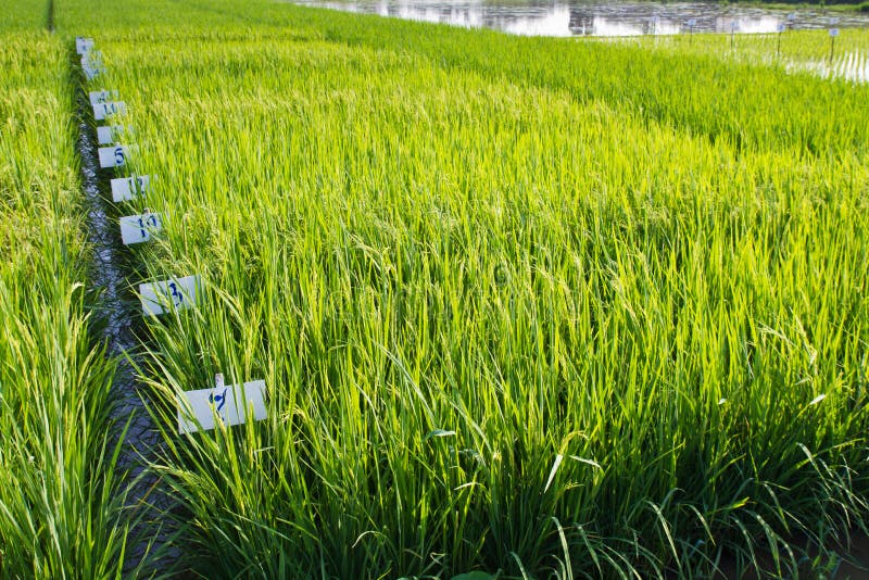 Exploração agrícola experimental do arroz imagens de stock Exploração agrícola experimental do arroz imagens de stock