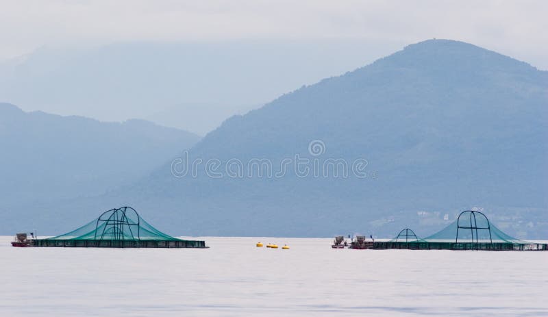 Exploração agrícola Salmon fotografia de stock Exploração agrícola Salmon fotografia de stock