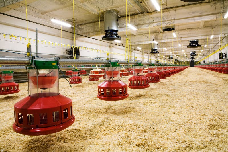 The modern and new automated integrated poultry farm. The modern and new automated integrated poultry farm