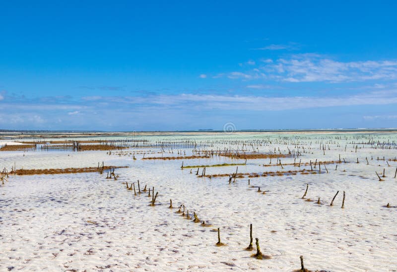 Seaweed farm in Zanzibar, Tanzania. Seaweed farm in Zanzibar, Tanzania